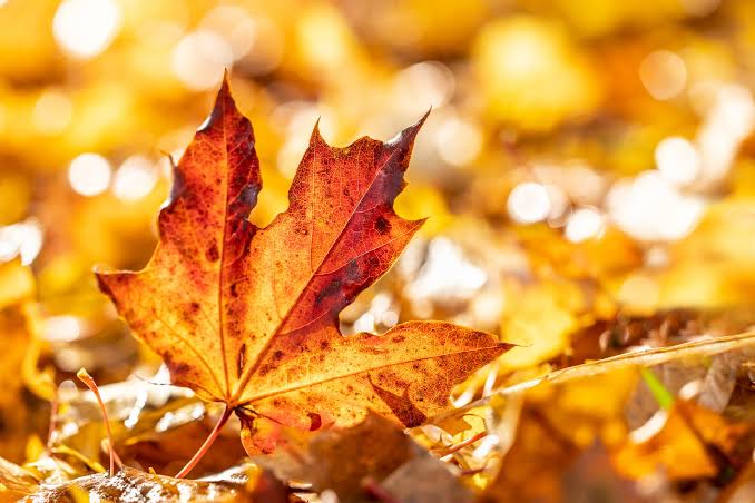 🍁 - Cambio stagione? Scopri le colle ideali per l'autunno!